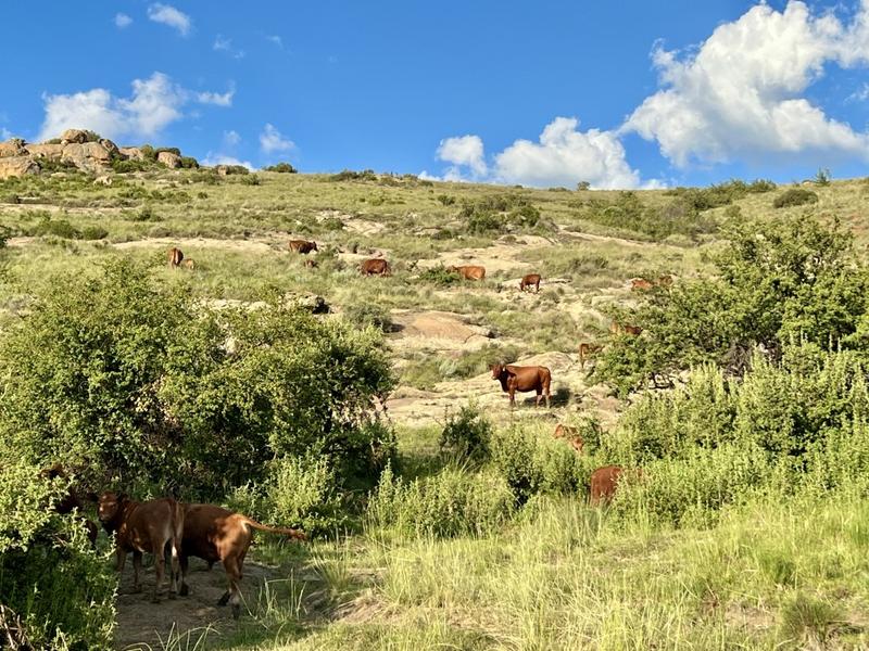 0 Bedroom Property for Sale in Fouriesburg Free State